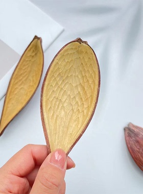 马斯德亚进口植物果壳手工diy材