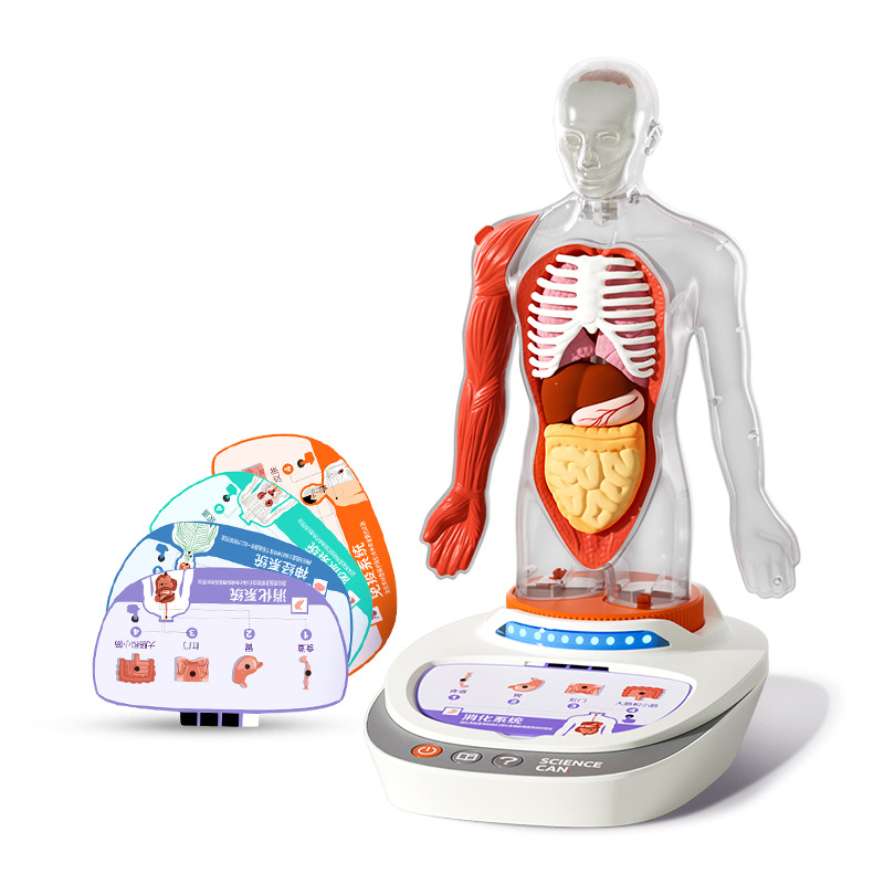 科学罐头人体解剖模型器官可拆卸儿童教学玩具我们的身体语音百科 - 图3