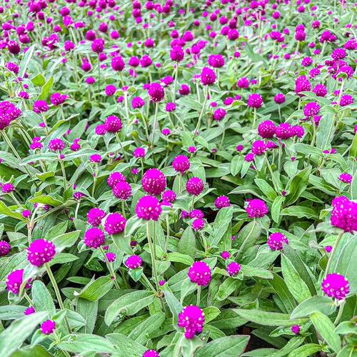 千日红盆栽带花苞千日紫色花卉绿植物阳台庭院绿化苗圃喜阳百日红 - 图1