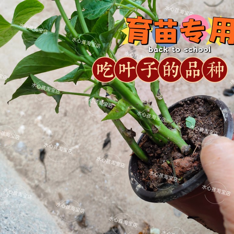 红薯叶种苗福薯18号新鲜地瓜叶多分叉番薯叶种苗种子老茎盆栽苗-图3