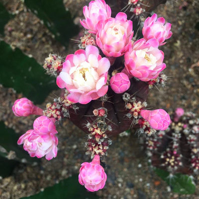 紫牡丹仙人球会开花的嫁接带柱子球春夏开花室内多肉植物盆栽花卉 虎窝淘