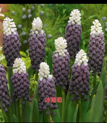 重瓣 葡萄风信子 盆栽苗 多年生高耐寒花卉盆栽 春季开花 - 图0