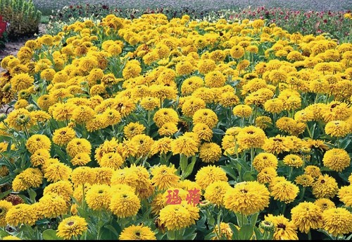 金光菊  多年生宿根 耐寒耐热宿根 花期长 多品种大合集 - 图2