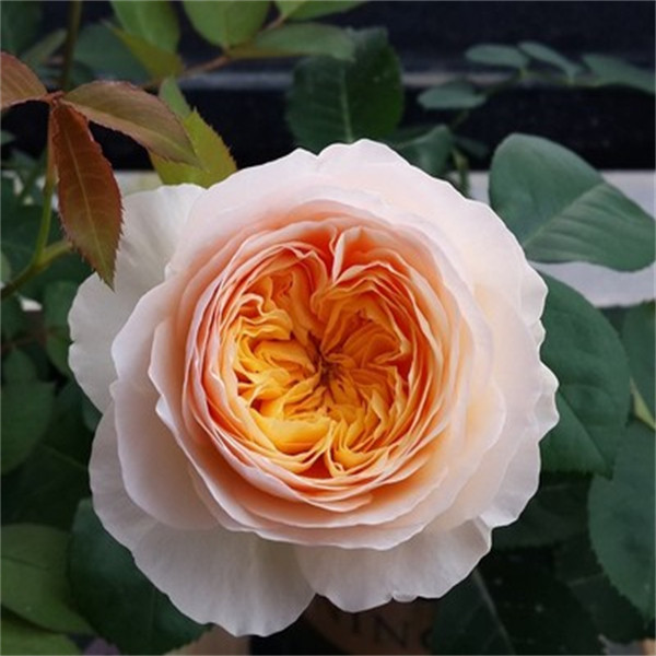 灌木小苗合集2欧月切花月季黑巴克黄油朱砂碗花卉盆栽阳台四季,淘宝优惠券,粉丝福利购,淘宝优惠卷