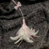 Медкарные сказочные перья трепетание кошачьи палочки кошачья игрушечная игрушка колокол колокол эластичный веревка