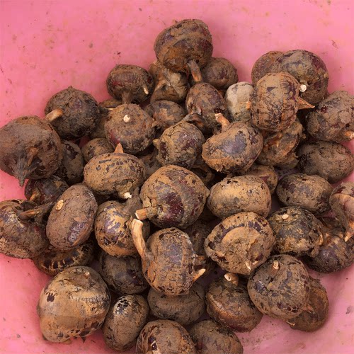 正宗桂林广西荔浦马蹄特级荸荠水果地栗当季新鲜蔬菜脆甜无渣包邮 - 图0