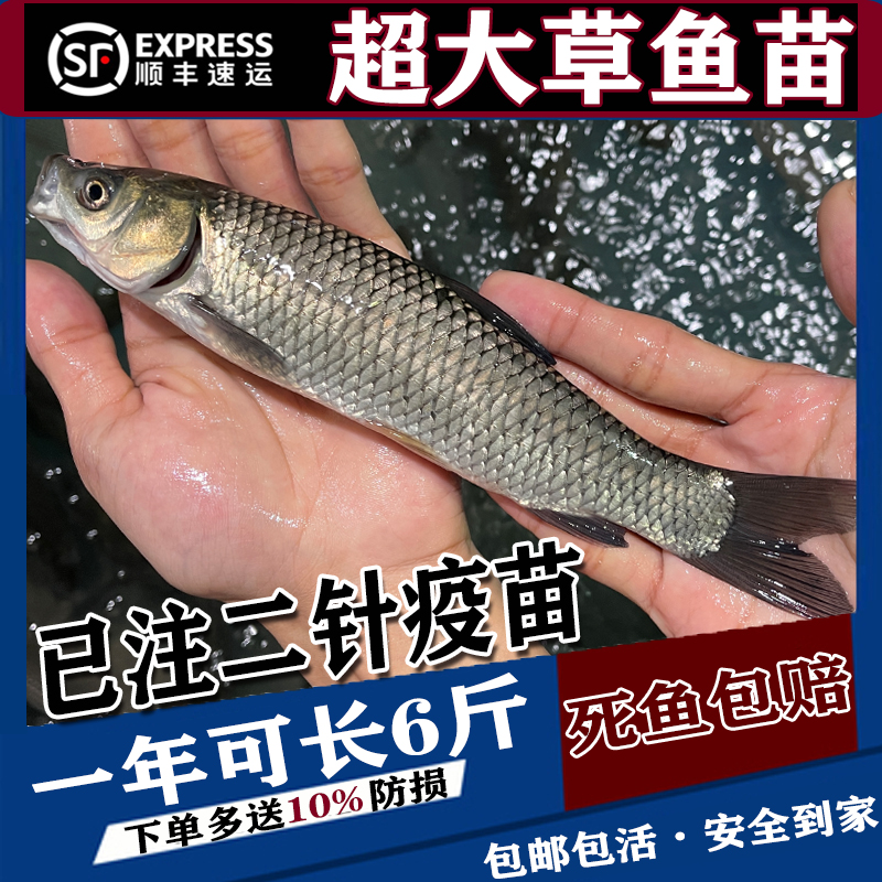 鲫鱼鱼苗大版黄金中科工程湘云鲫土鲫鱼苗淡水养殖食用活体草鱼苗 - 图1