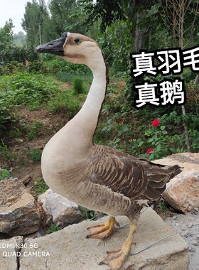 标本模型制作鹅标本真灰鹅模型山鸡羽毛教科影视道具摆件家禽动物