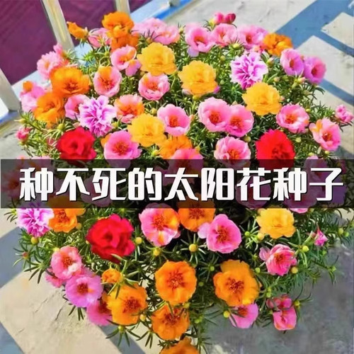 重瓣太阳花种孑花种籽子室内室外观花卉植物花籽四季播种开花易活 - 图2
