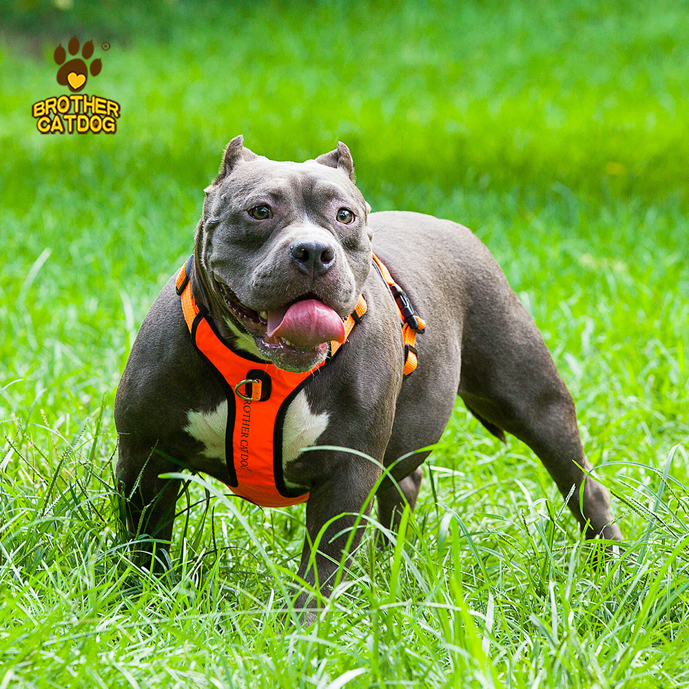 狗狗胸背带外出防爆牵引绳背心式可调节可伸缩防挣脱中大型犬狗绳,淘宝优惠券,粉丝福利购,淘宝优惠卷