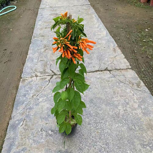 炮仗花苗爬藤植物 四季鞭炮花苗大苗花苗攀援花卉红爆竹花围墙花 - 图1