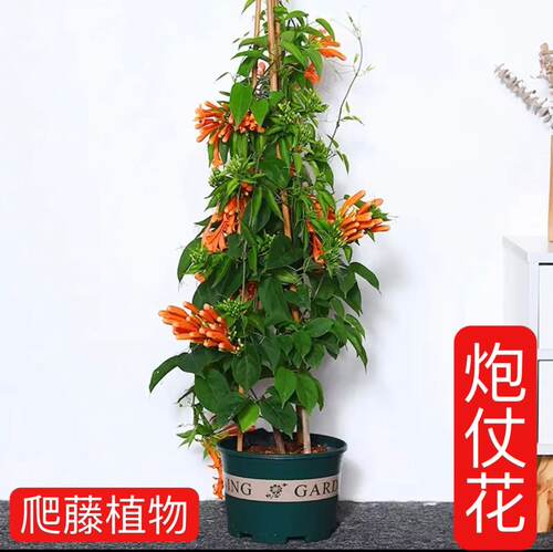 炮仗花苗 爬藤植物 鞭炮花 四季可种阳台庭院垂吊攀援花卉 藤本花 - 图0