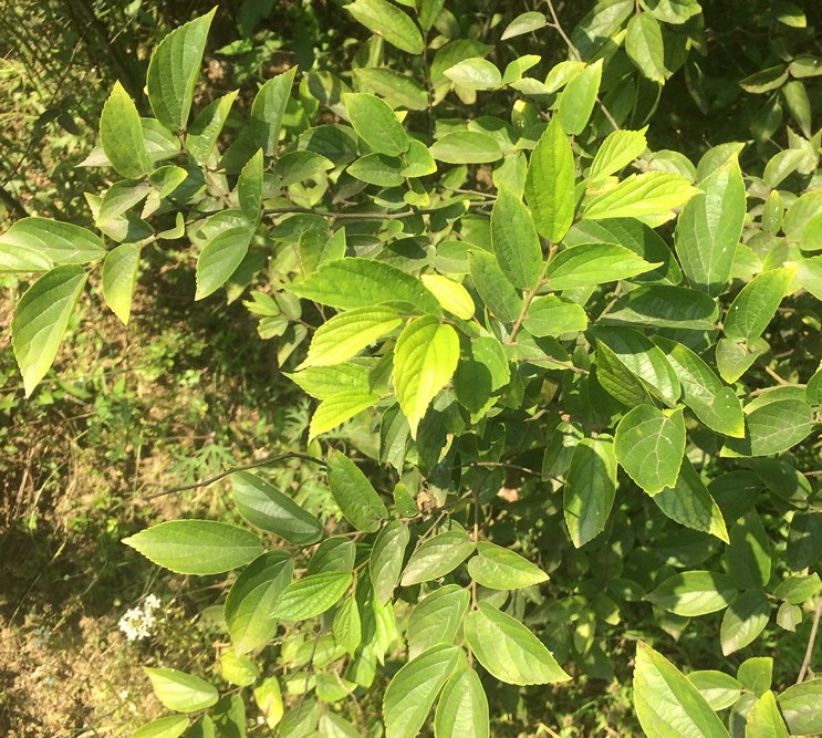 拆迁占地苗工程绿化苗庭院行道树苗朴树苗 朴树树苗 朴树小苗包邮 - 图2