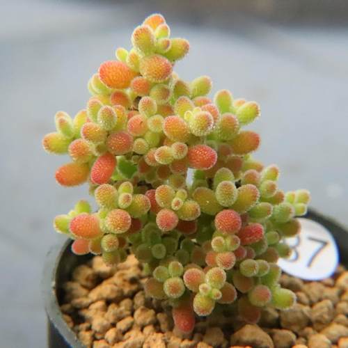 蜜橘密叶糖球状态好枝干枝杆番杏多肉植物 一物一拍 带盆发48包邮 - 图2