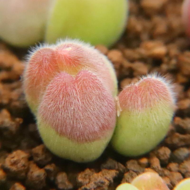 优选  长毛 毛翠滴】红毛桃 肉锥一物一拍 群生母本 多肉植物,淘宝优惠券,粉丝福利购,淘宝优惠卷