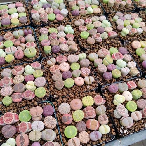 【满48包邮 生石花特价组合】超彩石生花 风铃玉 等一物一拍 多肉 - 图1