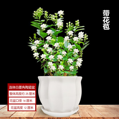 茉莉花盆栽花卉植物室内花苗四季种易活开花不断浓香带花苞 虎窝淘