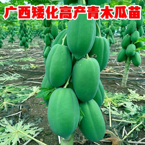 广西下奶青木瓜苗当年结果冰糖红肉黄肉脆甜木瓜树苗带土带叶发货 - 图3