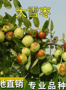 枣树苗沾化大冬枣树苗当年结果特大南北方种植别墅庭院果树苗雪枣