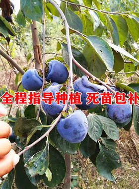 柿子苗树四季生吃脆甜特大黑柿子盆栽地栽各种水果苗南方果树种植