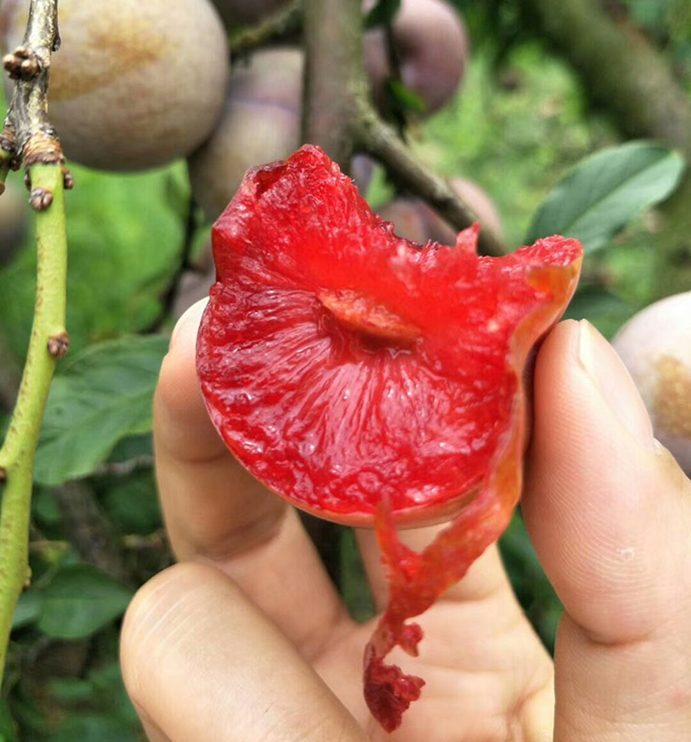 嫁接李子树苗早熟特大红心三华李南北方种植盆栽地栽果苗当年结果-图0