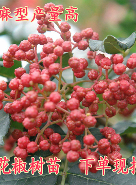 花椒苗树大红袍藤椒盆栽地栽食用阳台四川当年结果食用青花椒小苗