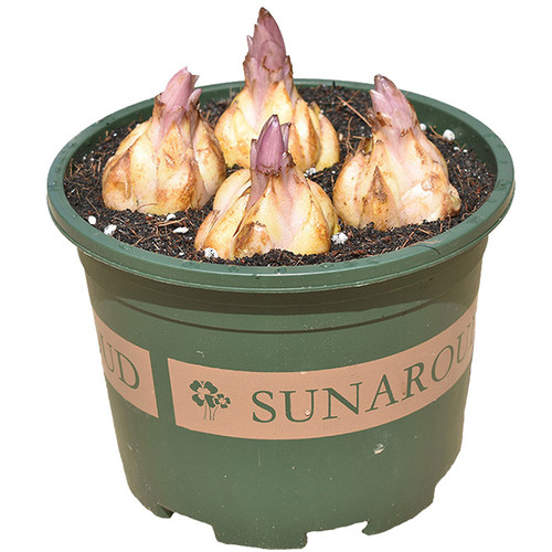 Imported perfume lily bulbs, suitable for year-round potted - 图3