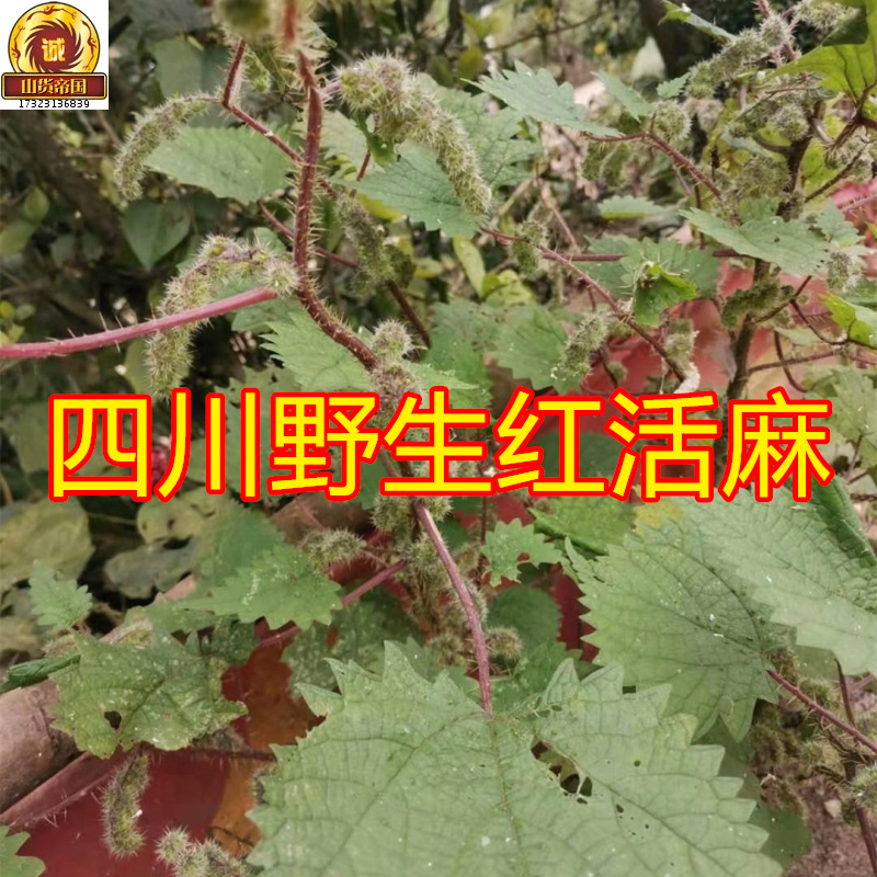 红活麻根 干货荨麻草红火麻杆叶500g包邮荨麻诊 红杆河麻草中药材 - 图2