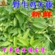 Fresh chicken vine 500g freshly picked chicken vine