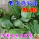 Fresh chicken vine 500g freshly picked chicken vine