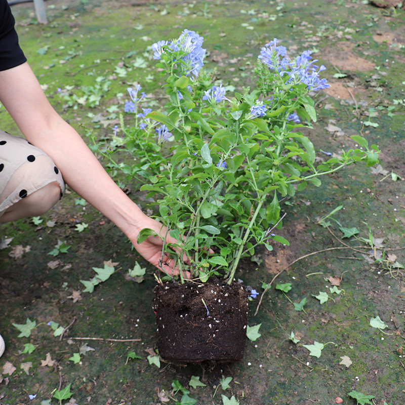 蓝雪花盆栽花卉苗四季开花阳台花园观赏爬藤植物耐热易养活白雪花,淘宝优惠券,粉丝福利购,淘宝优惠卷