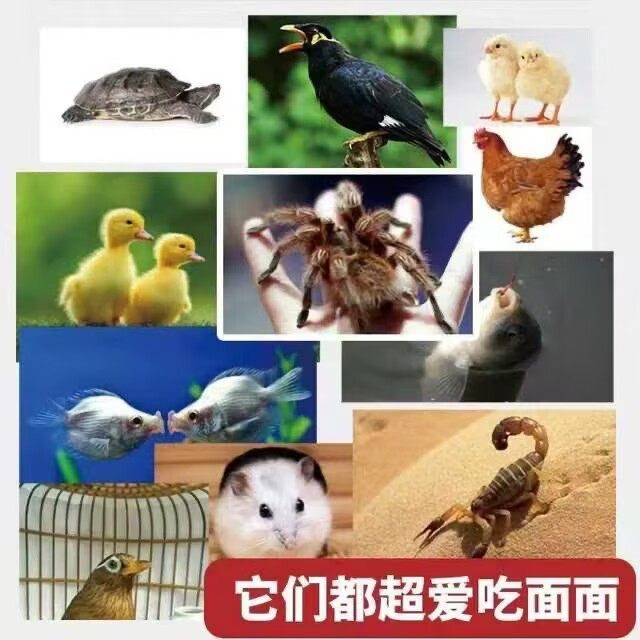 活体黄粉虫养殖面包虫饲养加工虫干宠物饲料鸟粮活虫子仓鼠龟鱼食,淘宝优惠券,粉丝福利购,淘宝优惠卷