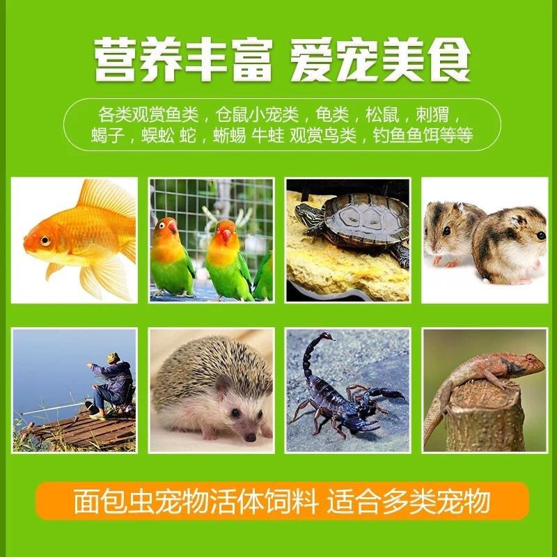 面包虫活体黄粉虫活鹦鹉鱼金龙鱼乌龟画眉鸟食石蛙饲料八哥粮包邮,淘宝优惠券,粉丝福利购,淘宝优惠卷