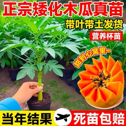 水果木瓜苗矮化特大青红肉高产冰糖红心香甜四季盆栽地栽当年结果 - 图0
