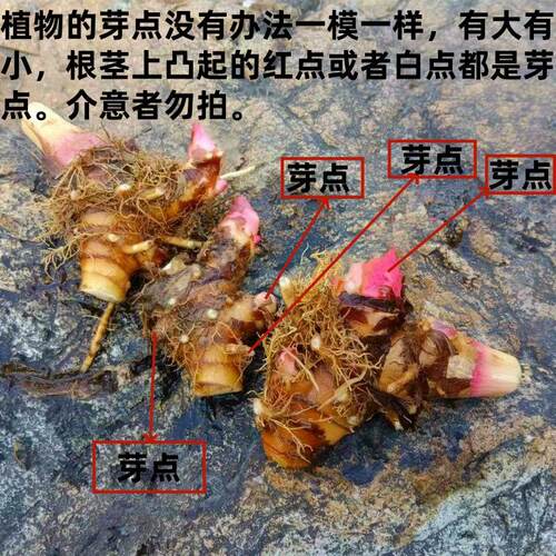 白姜花种块野生姜花苗姜花苗蝴蝶花种盆栽地栽白香球根花很香的花 - 图3
