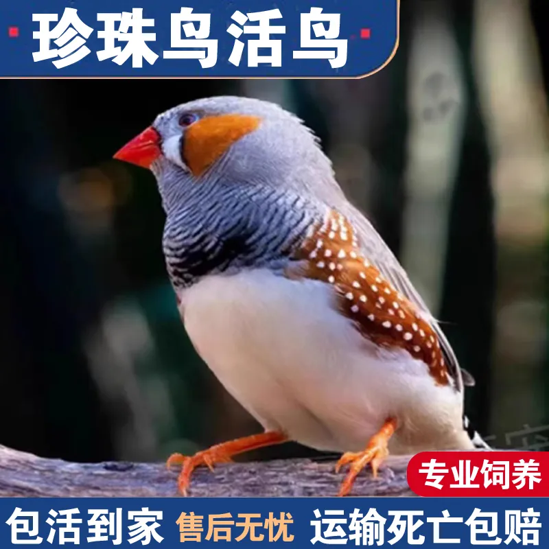 珍珠鸟宠物活物灰白文鸟七彩文鸟灰白珍珠活鸟萌宠物鸟一对小鸟活,淘宝优惠券,粉丝福利购,淘宝优惠卷