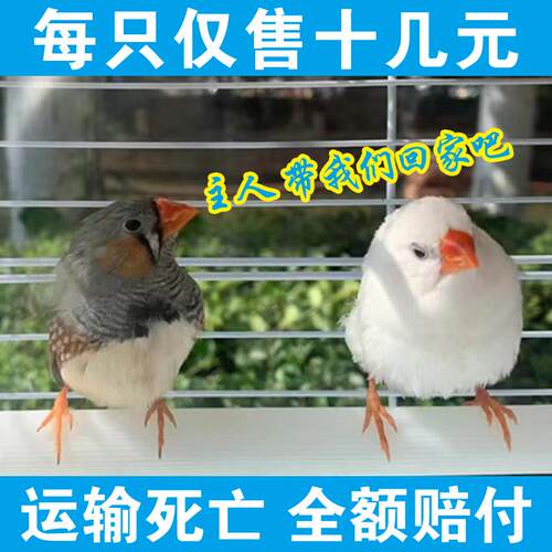 珍珠鸟活鸟灰白驼色珍珠文鸟十姐妹一对种鸟幼鸟可繁殖宠物手养鸟 - 图0