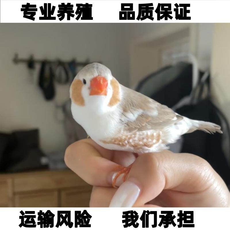 珍珠鸟白色珍珠灰色和珍珠驼色一对可繁殖宠物鸟观赏鸟粘人温顺鸟,淘宝优惠券,粉丝福利购,淘宝优惠卷