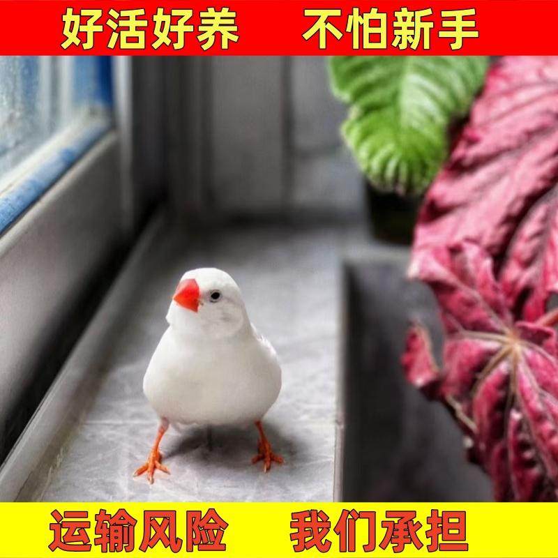 珍珠鸟白色珍珠灰色和珍珠驼色一对可繁殖宠物鸟观赏鸟粘人温顺鸟,淘宝优惠券,粉丝福利购,淘宝优惠卷