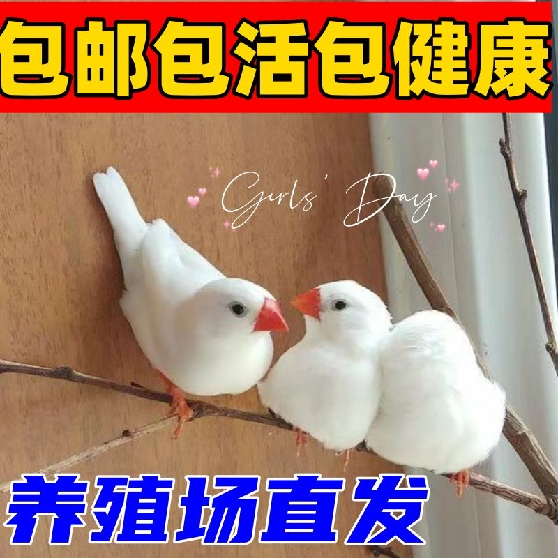 珍珠鸟家养宠物鸟灰色白色珍珠鸟小珍珠鸟一对可繁殖观赏鸟,淘宝优惠券,粉丝福利购,淘宝优惠卷