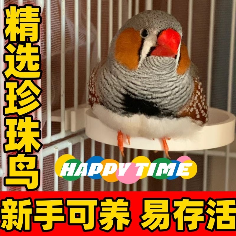 珍珠鸟家养宠物鸟灰色白色珍珠鸟小珍珠鸟一对可繁殖观赏鸟,淘宝优惠券,粉丝福利购,淘宝优惠卷