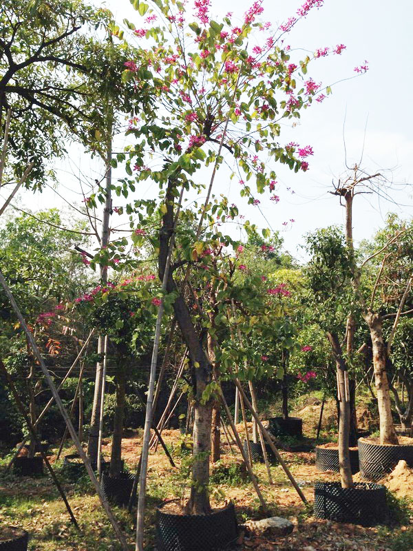 深圳苗圃基地绿化苗木乔木灌木庭院绿化植物树苗高行道树洋紫荆树-图1