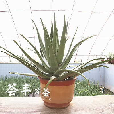 日本木立芦荟植物盆栽 龙爪菊芦荟盆栽龙爪芦荟 食用药用芦荟叶片 - 图1