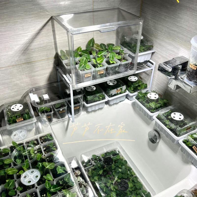 植物闷养箱热带植物保温箱家庭小温室暖棚阳台花房育苗箱保湿防雨-图2