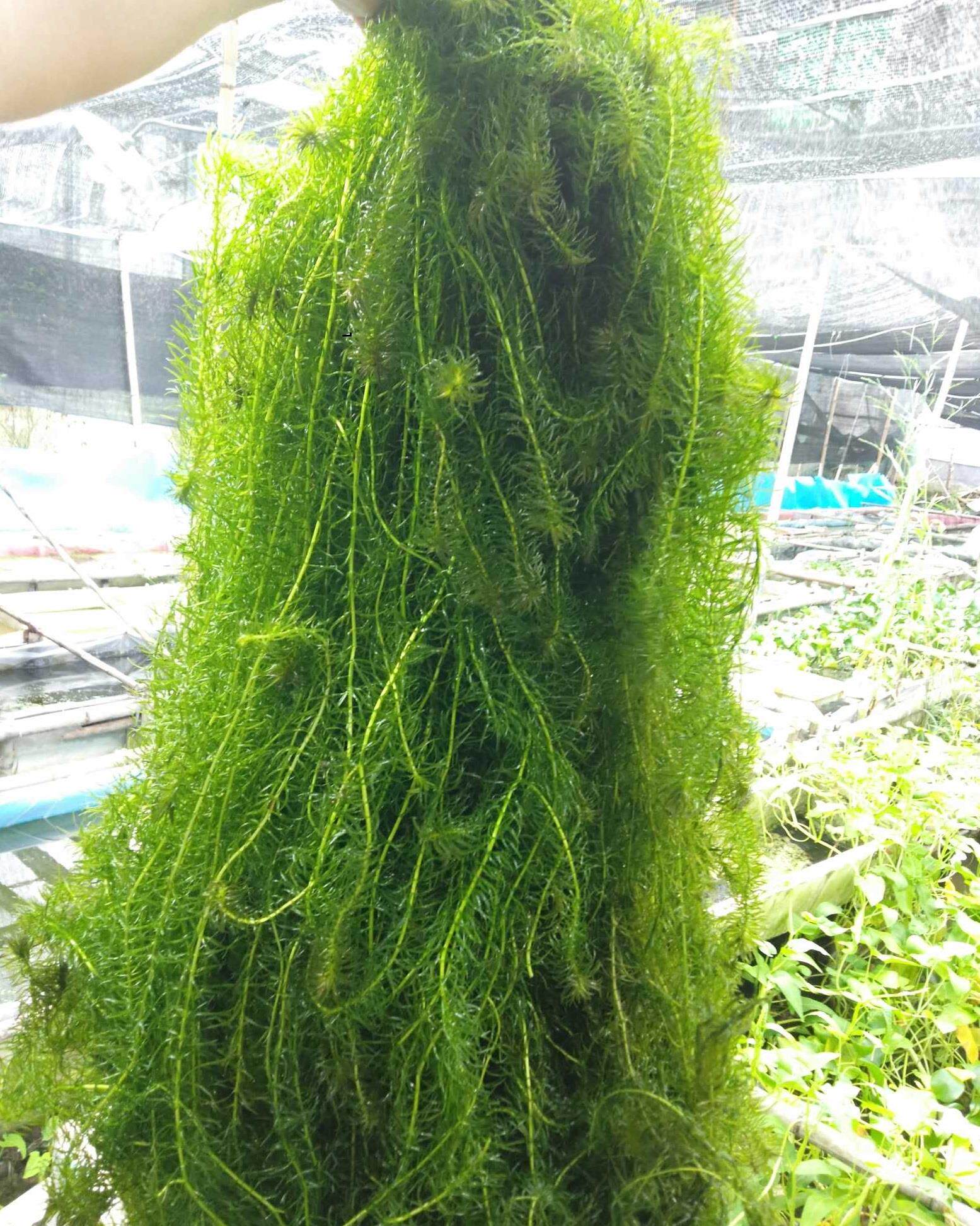 净水植物蜈蚣草鱼缸造景懒人水草冷水真水草耐低温浮萍水蕴草鱼虾