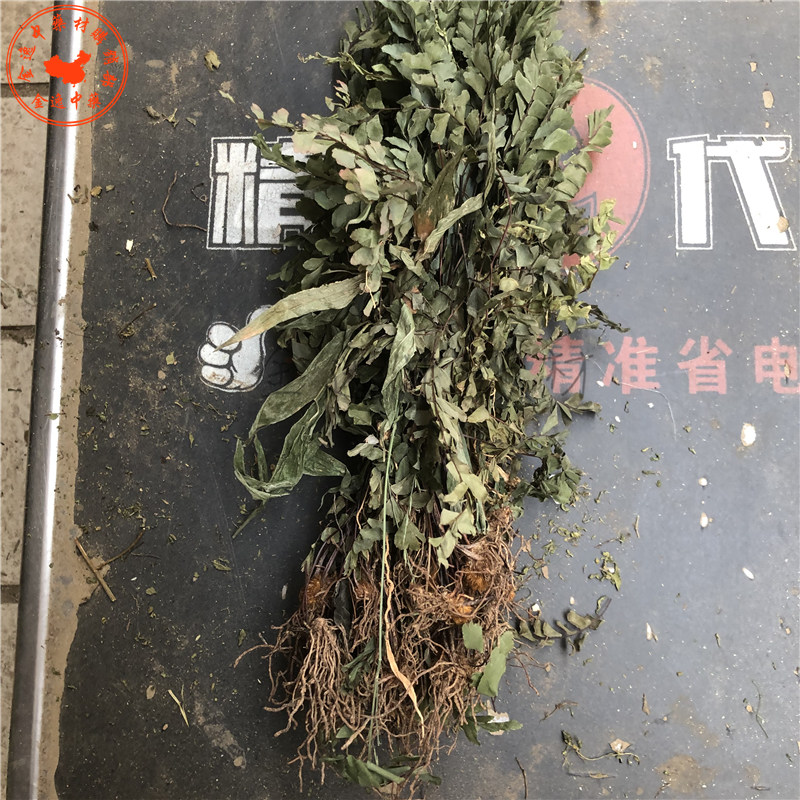 中药材猪鬃草2斤包邮 铁线蕨 铁线草水猪毛七猪毛草黑骨芒箕带根
