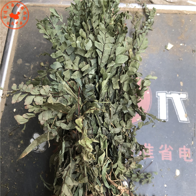 中药材猪鬃草2斤包邮 铁线蕨 铁线草水猪毛七猪毛草黑骨芒箕带根