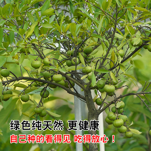 广西岭南山竹子 竹节子果 罗檬树竹节果树泰国山竹常绿果苗树苗 - 图3
