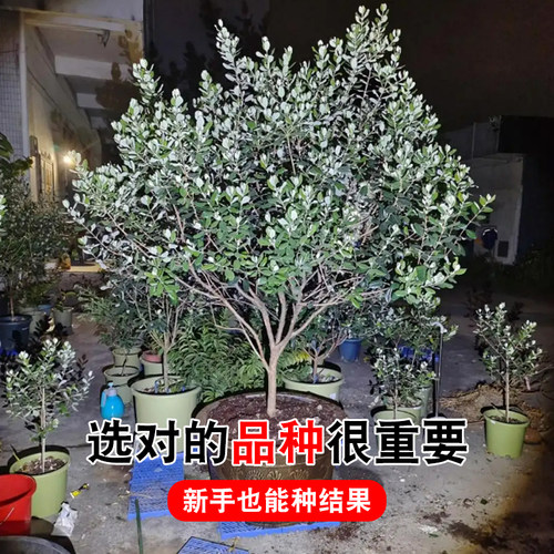 新奇观赏大果费约果斐济果菲油果水果树苗盆栽南方庭院种植带土发 - 图0