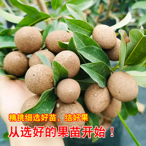四季软枝人心果树苗广西仁心果越南大果人心果树苗庭院盆栽地栽 - 图1